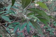 Ardisia pauciflora